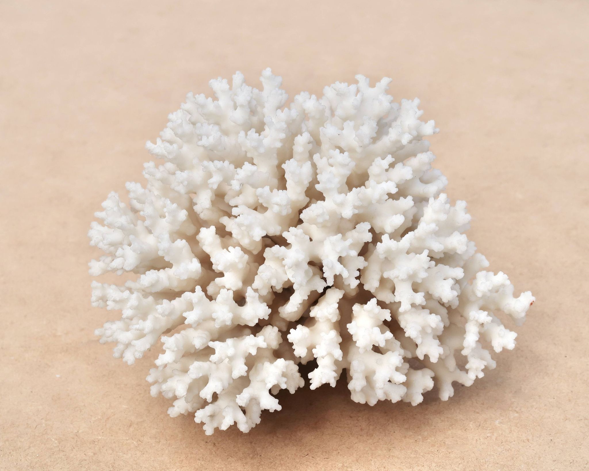 Ancien corail blanc naturel, années 70