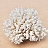 Vintage natural white coral, 1970s