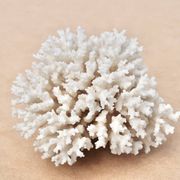 Ancien corail blanc naturel, années 70