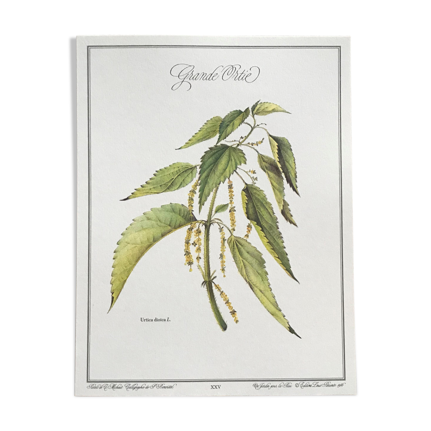 Botanical plank the great nettle