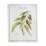 Botanical plank the great nettle