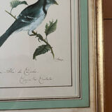 Two bird lithographs with gilded wooden frame