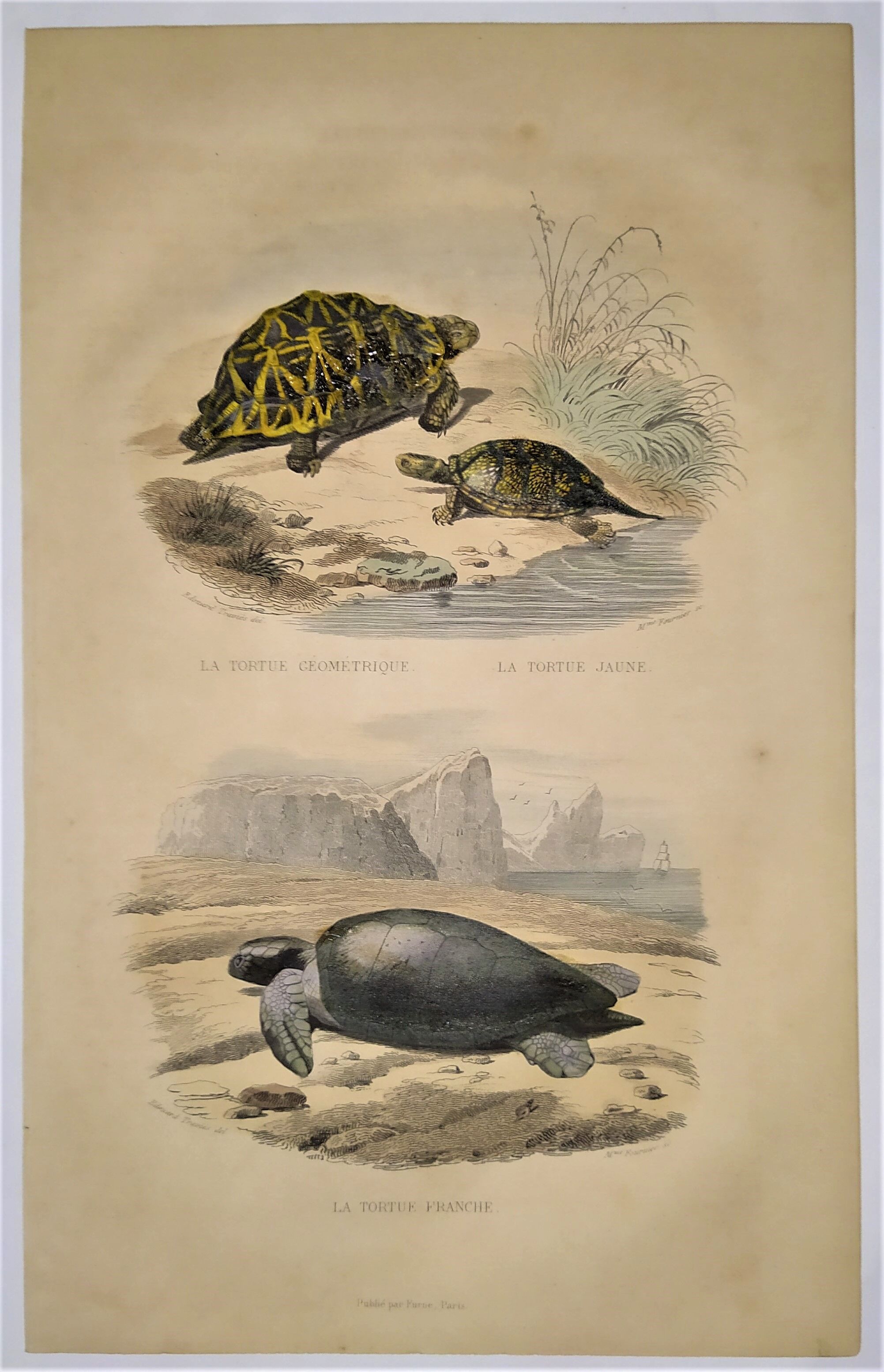 Original zoological plate of 1839 " geometric turtle"