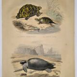 Original zoological plate of 1839 " geometric turtle"