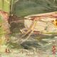 Marine oil on canvas Salomon Le Tropézien