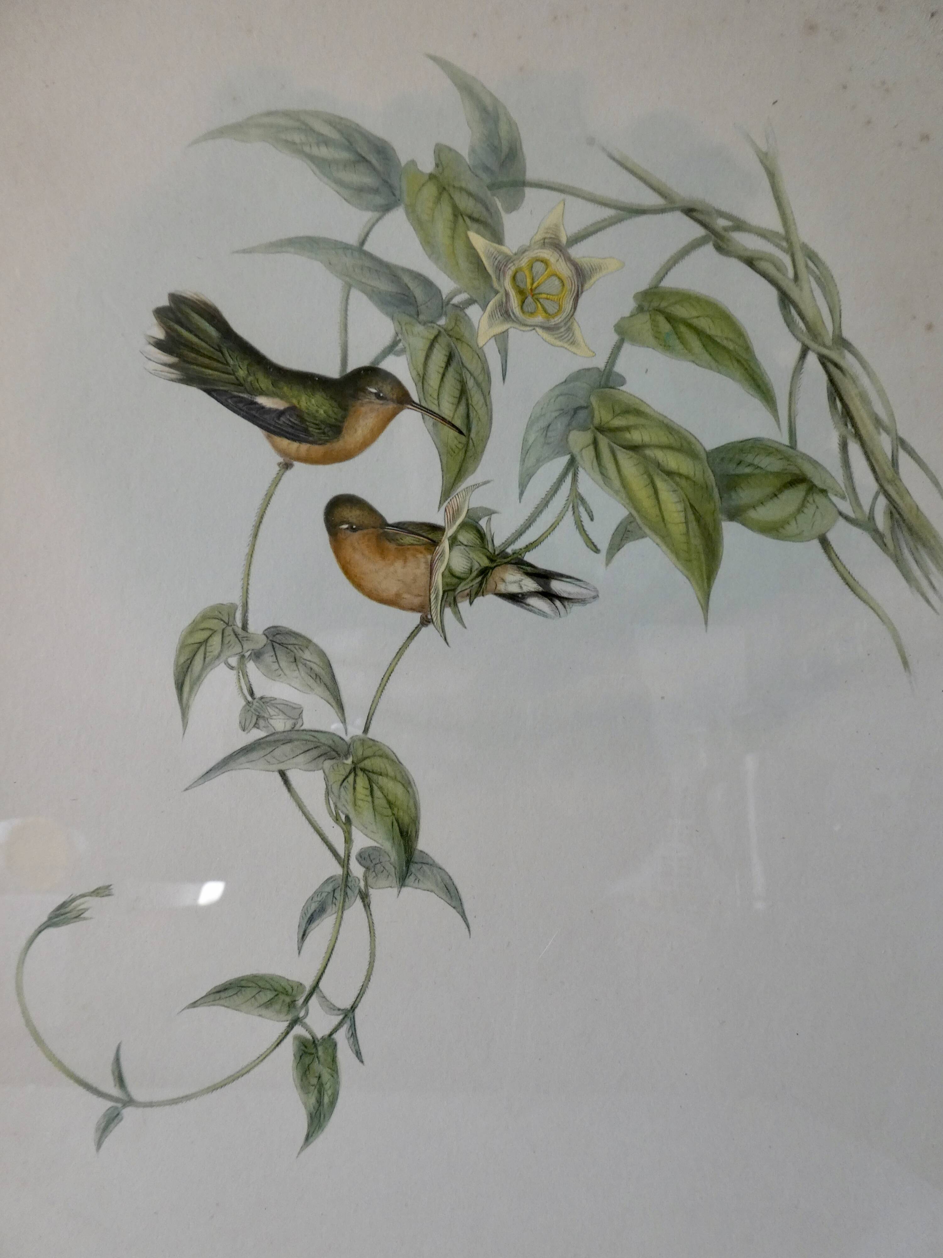 Pair of framed lithographs, birds