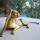 Brass lioness