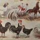 Antique illustrated plate depicting hens - 1920
