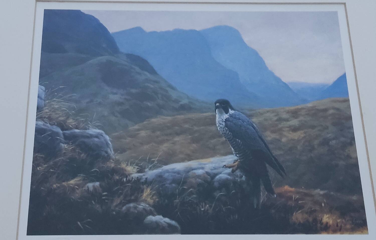 Lithograph Julian Friers – Peregrine Falcon at Glencoe – Framed painting