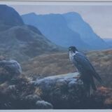 Lithograph Julian Friers – Peregrine Falcon at Glencoe – Framed painting
