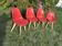 Set of 4 chairs