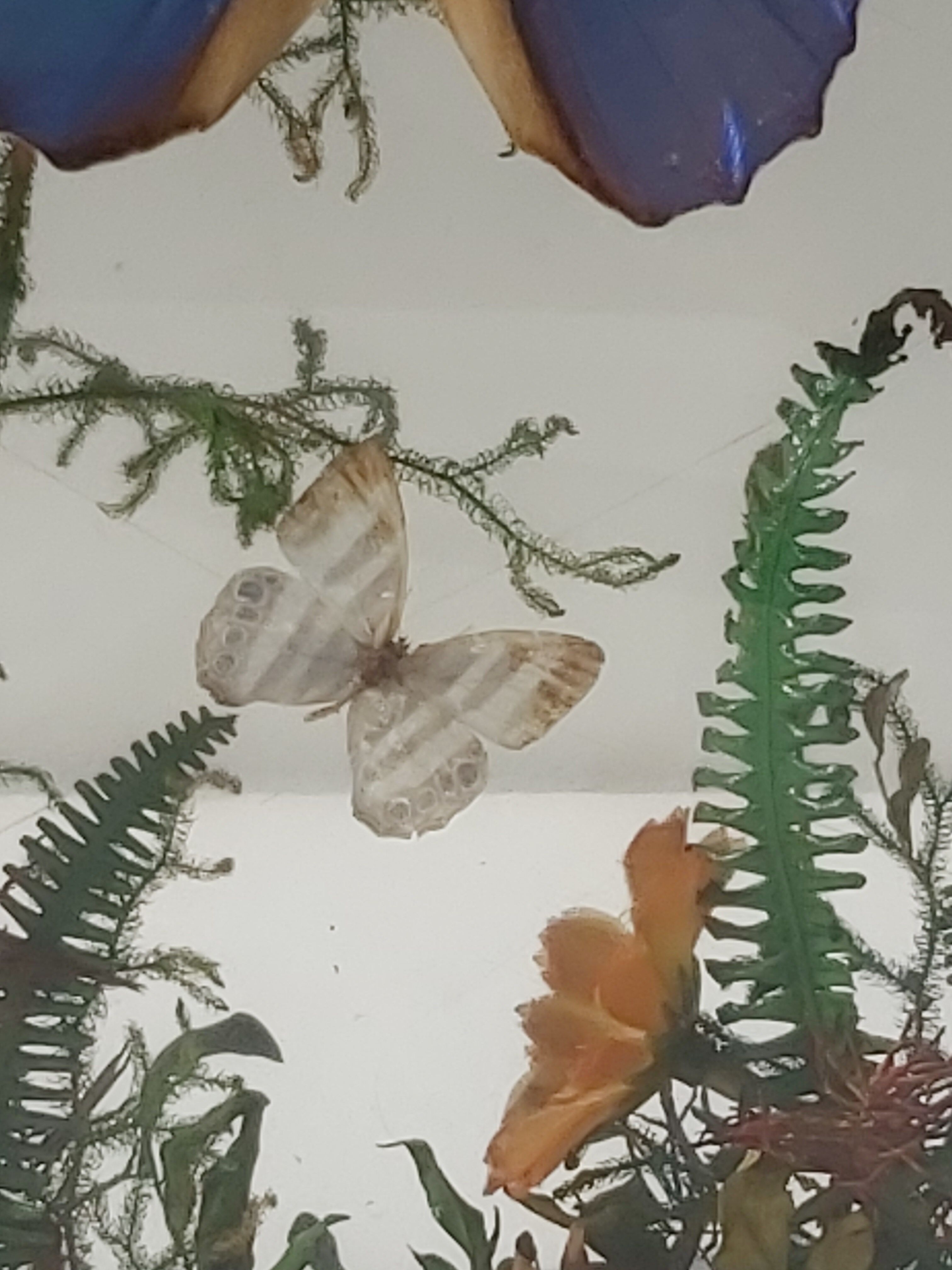 Box composition butterfly wood and glass