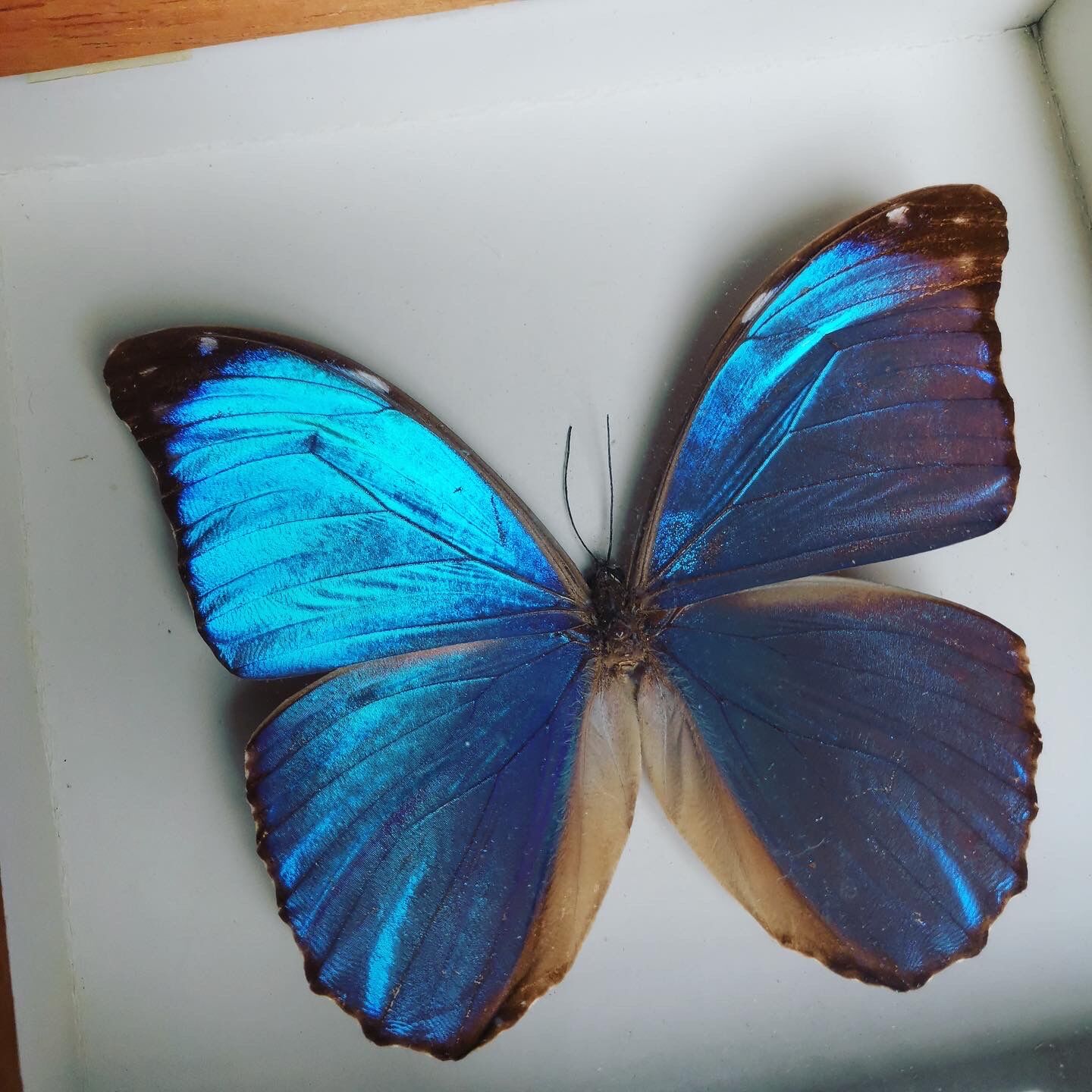 Real butterfly frame