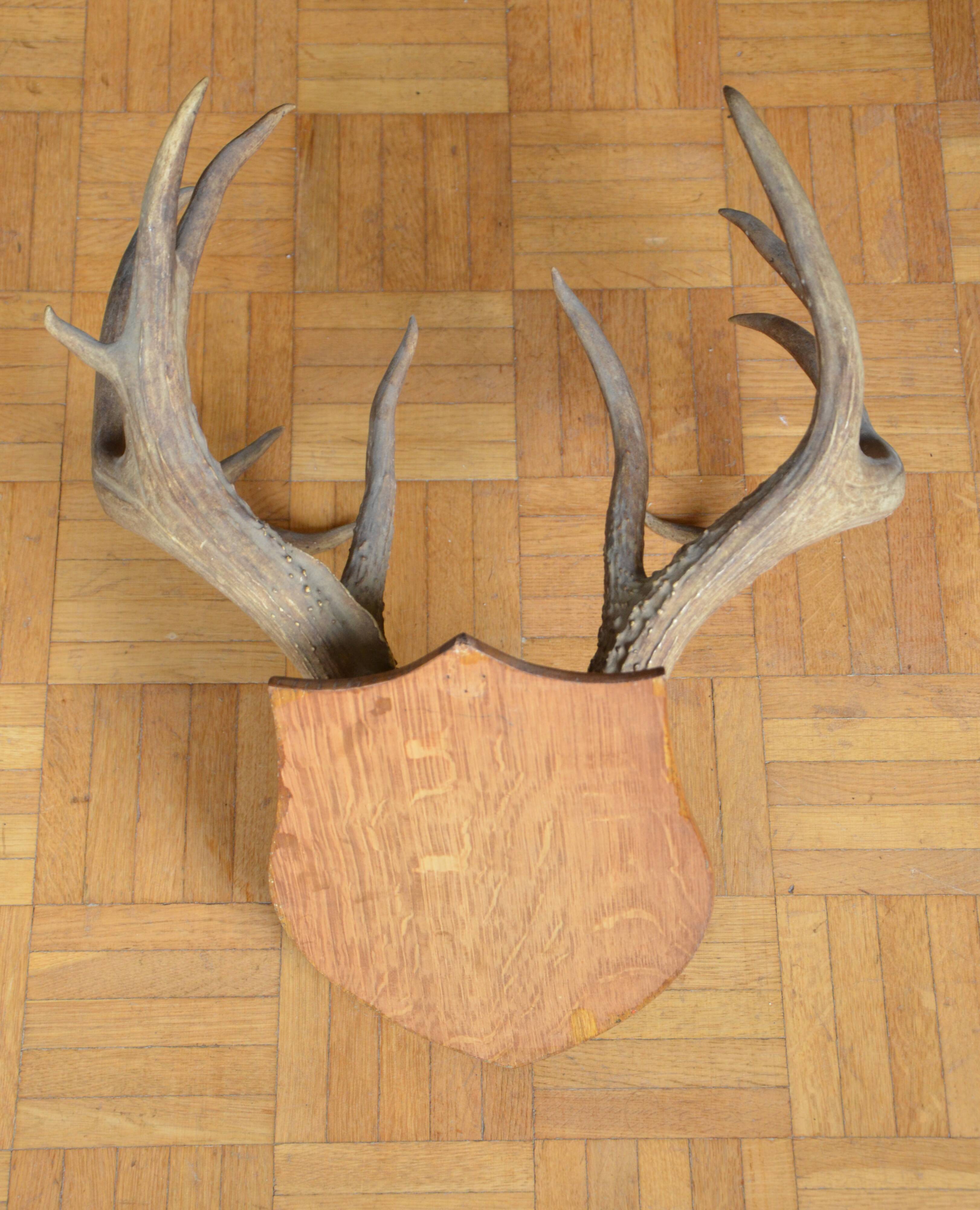 Virginia deer massacre