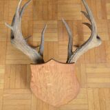 Virginia deer massacre