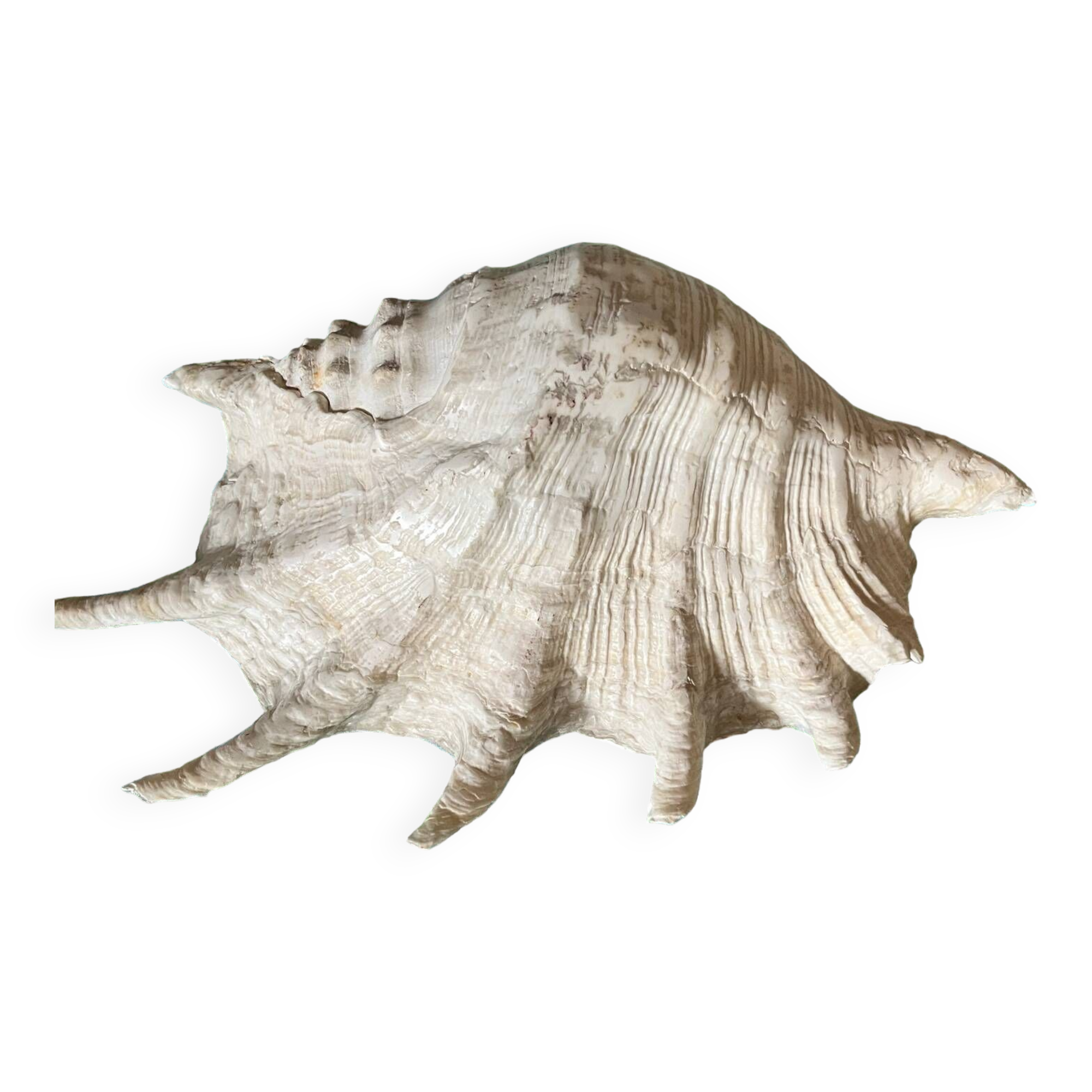 Grand coquillage lambis