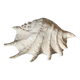 Grand coquillage lambis