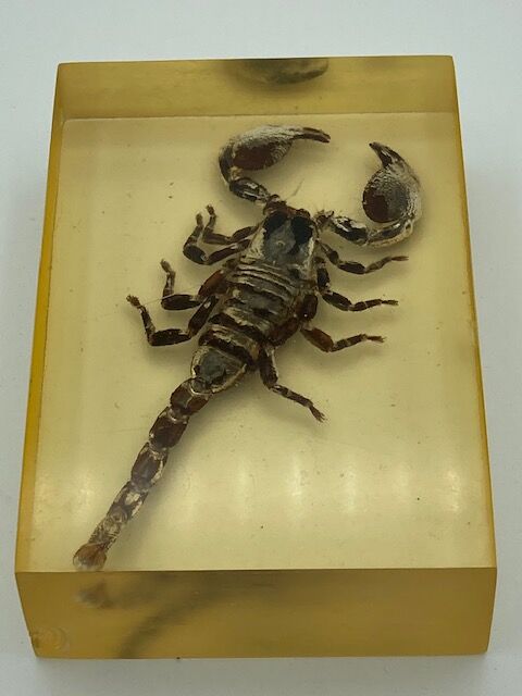 Scorpio in resin