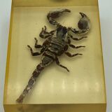 Scorpion dans résine