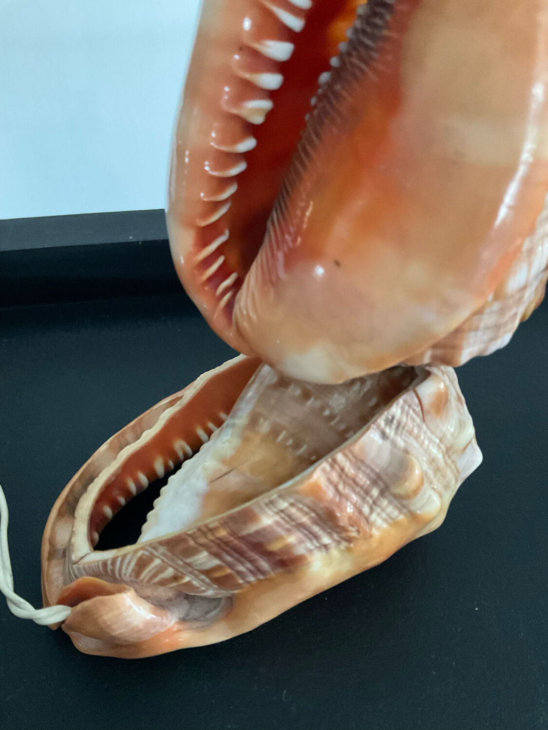 Vintage shell lamp from the 50s-60s