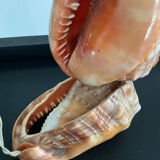 Vintage shell lamp from the 50s-60s