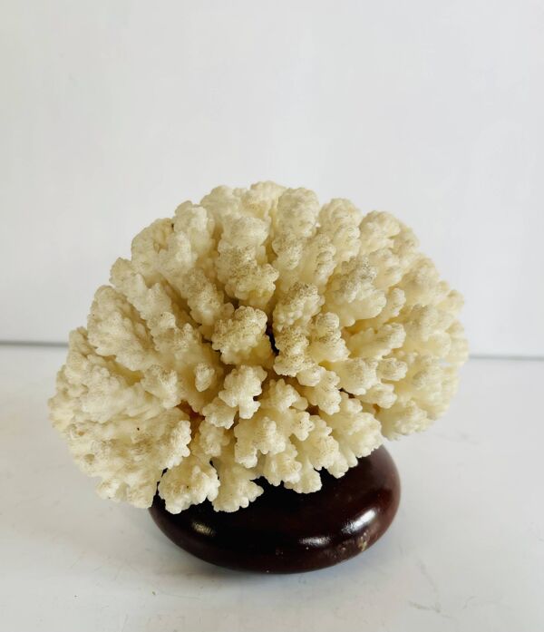 Corail