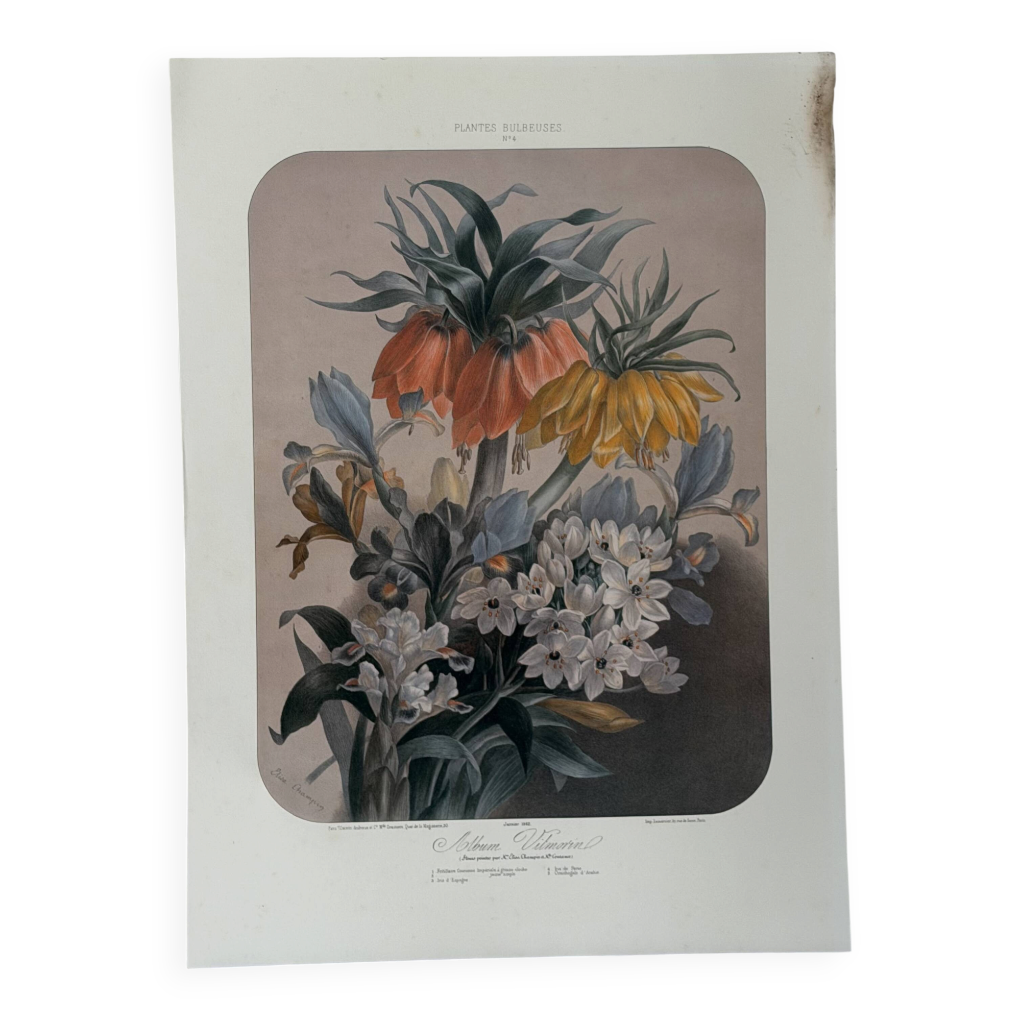 Lithographie botanique ancienne Vilmorin – Élisa Champin, XIXe siècle
