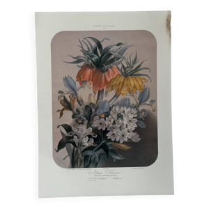 Lithographie botanique