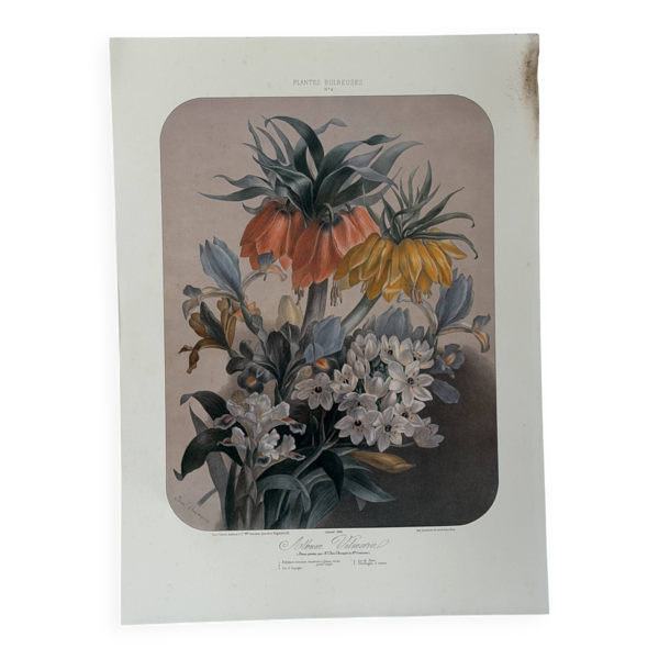 Lithographie botanique ancienne Vilmorin – Élisa Champin, XIXe siècle — Beyit