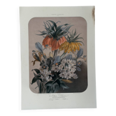 Old botanical lithograph Vilmorin – Élisa Champin, 19th century