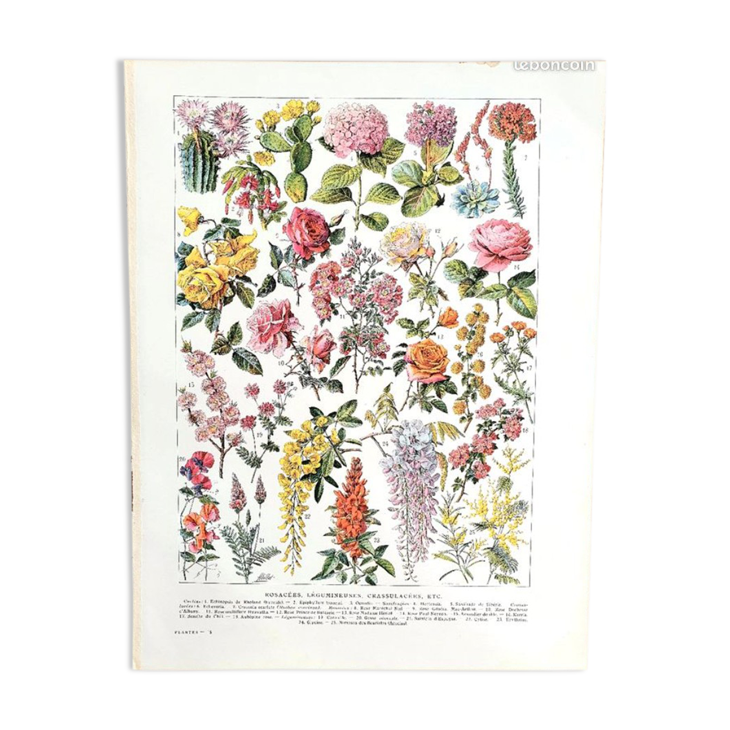 Ancient botanical board 20s rosaceae