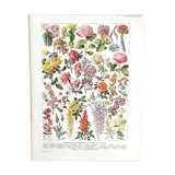 Ancient botanical board 20s rosaceae