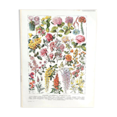 Ancient botanical board 20s rosaceae