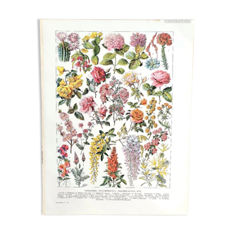 Ancient botanical board 20s rosaceae