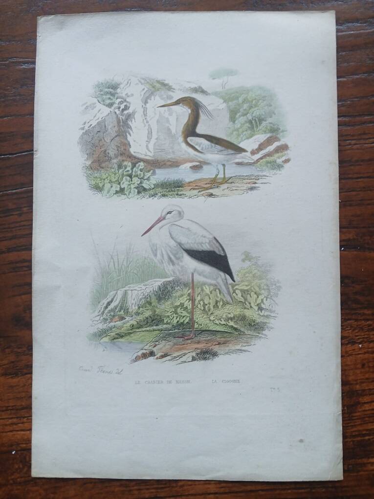 Poster - 19th century zoological bird engraving - crab-eater stork