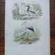 Poster - 19th century zoological bird engraving - crab-eater stork