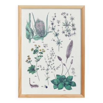 Poster on plants, after an engraving from 1881 (wild teasel, plantain, bedstraw, madder)