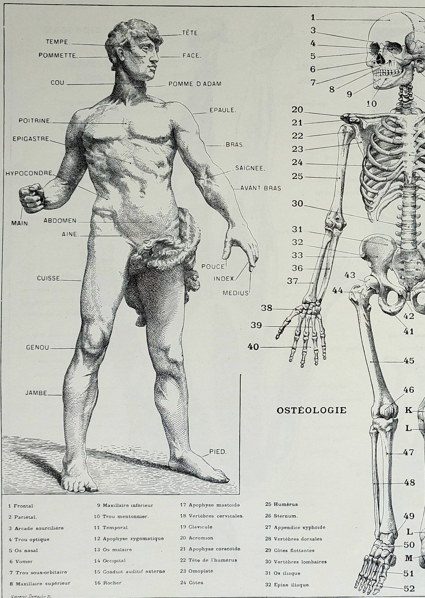 Antique engraving 1928, Man, anatomy, biology, medicine • Lithograph, original illustration