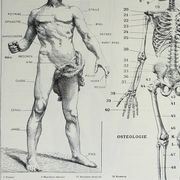Antique engraving 1928, Man, anatomy, biology, medicine • Lithograph, original illustration