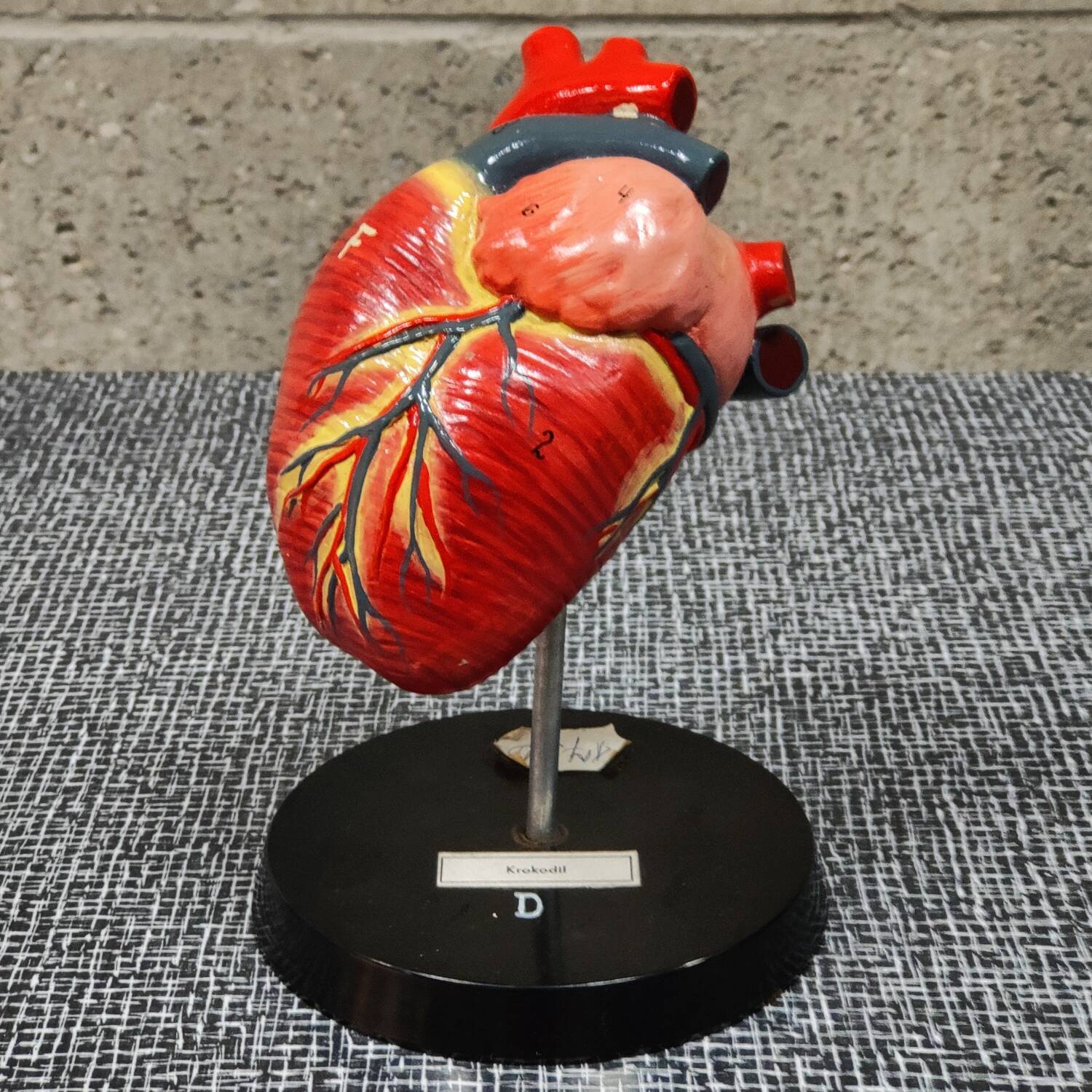 Curiosity Anatomy crocodile heart resin Czech Republic 1970