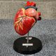 Curiosity Anatomy crocodile heart resin Czech Republic 1970