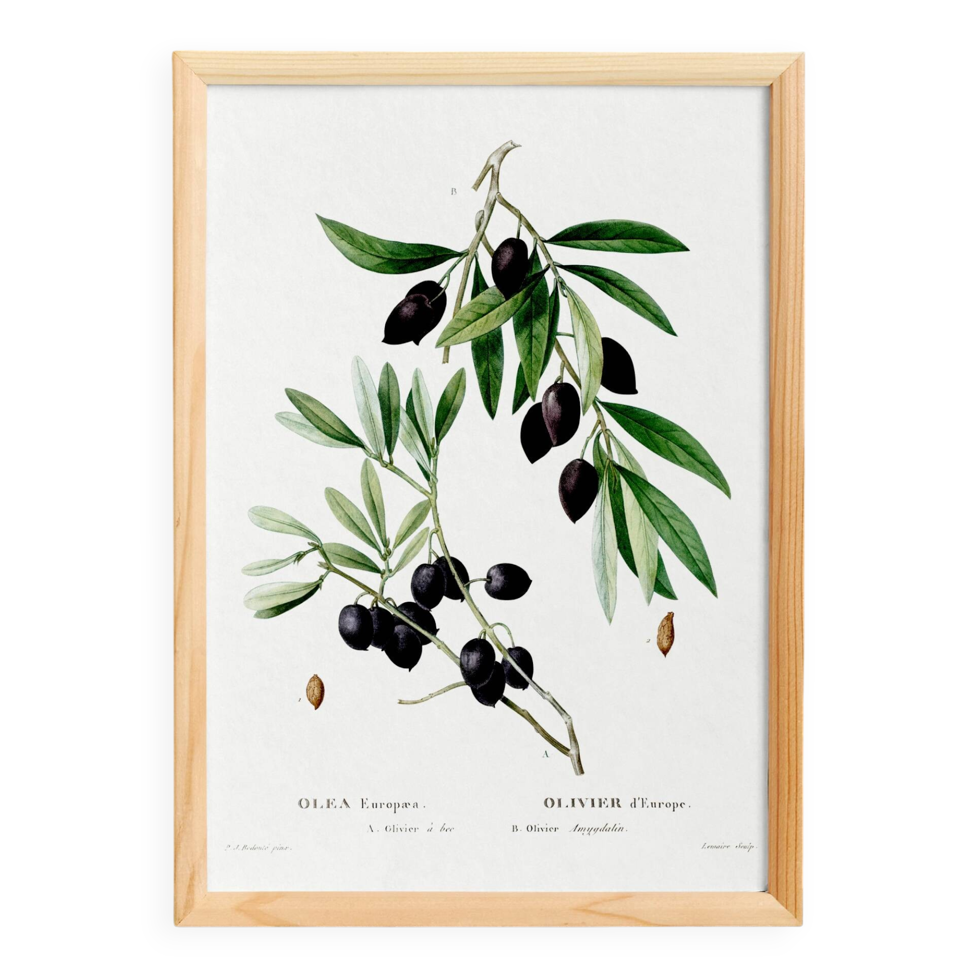 Botanical poster about the olive tree, based on an old engraving from 1802