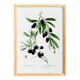 Botanical poster about the olive tree, based on an old engraving from 1802
