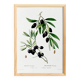 Botanical poster about the olive tree, based on an old engraving from 1802