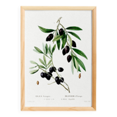 Botanical poster about the olive tree, based on an old engraving from 1802