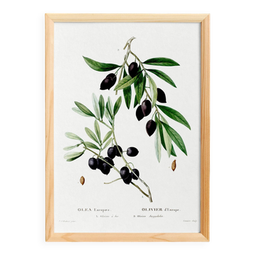 Botanical poster about the olive tree, based on an old engraving from 1802