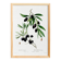 Botanical poster about the olive tree, based on an old engraving from 1802