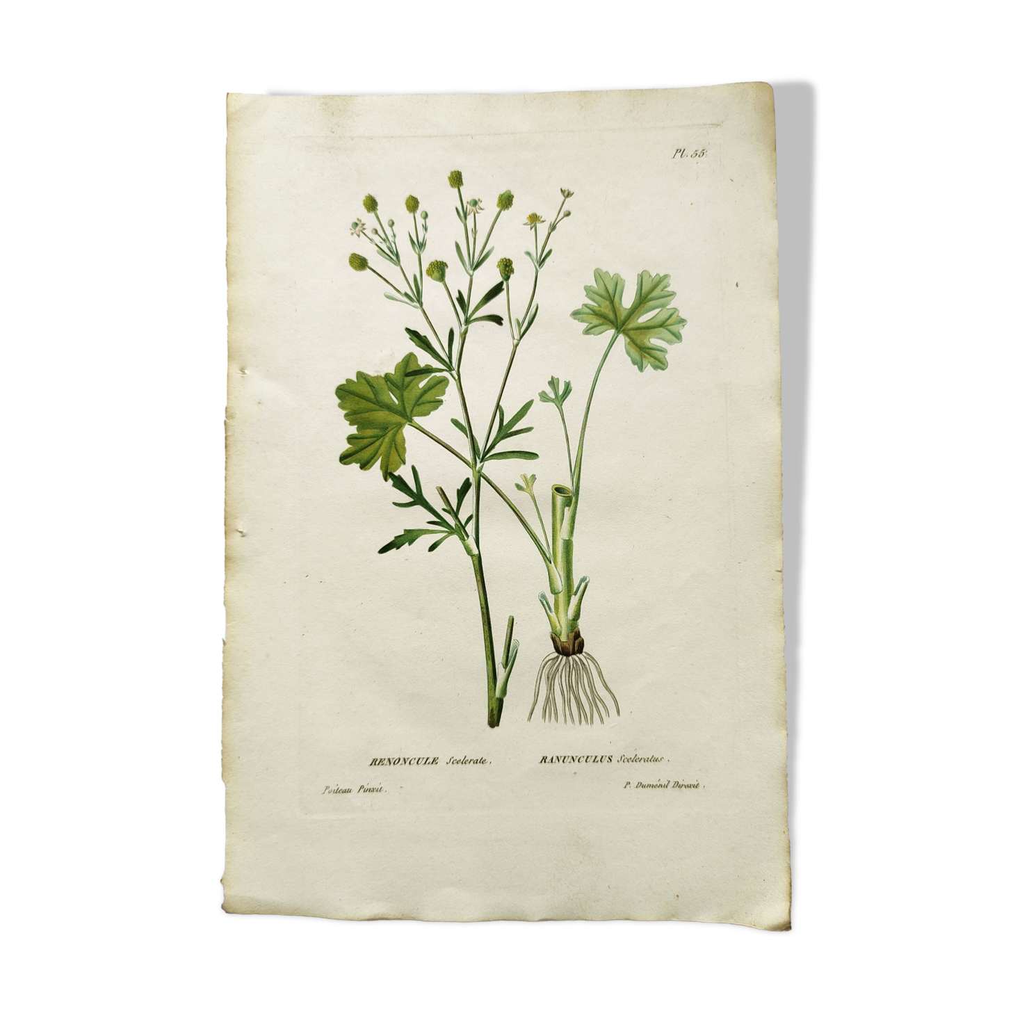 Antique flower engraving from 1829 - Ranunculus Scerelate - By P.A Poiteau.