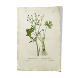 Gravure de fleur ancienne de 1829 - Renoncule Scerelate- Par P.A Poiteau.
