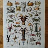 Original lithograph on crustaceans